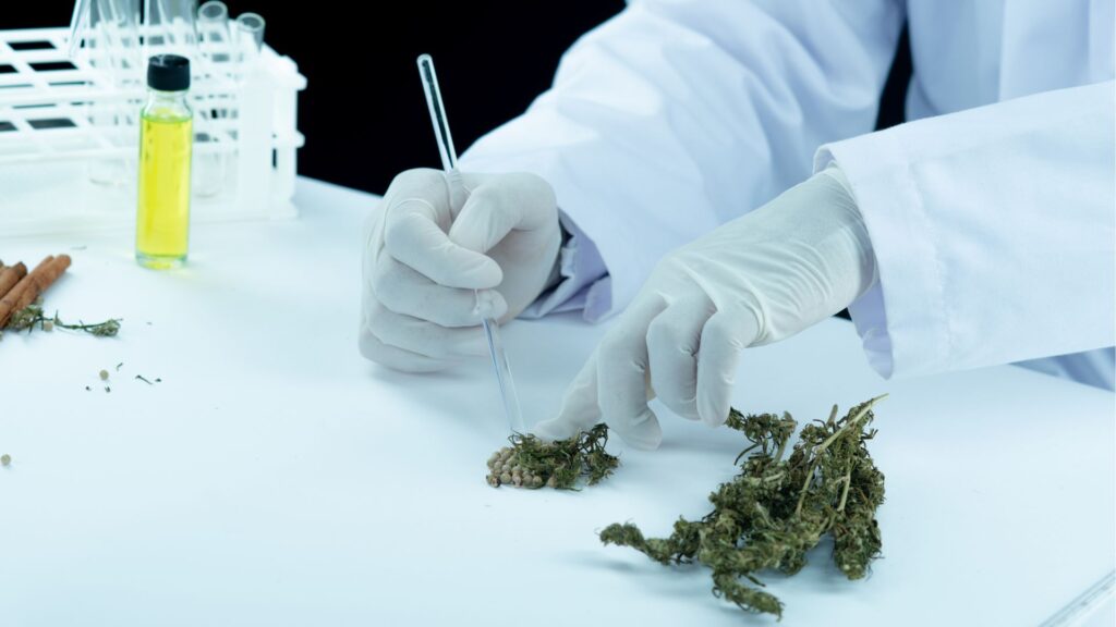 Synthetic Marijuana vs. Natural Marijuana