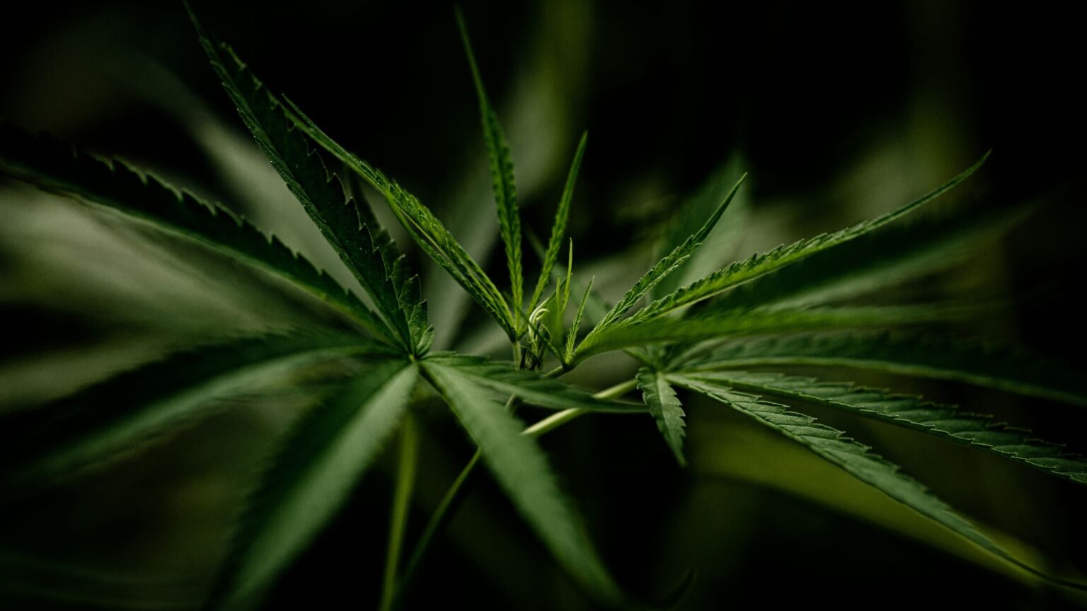 Which is the Strongest Benzodiazepine? Radix Recovery