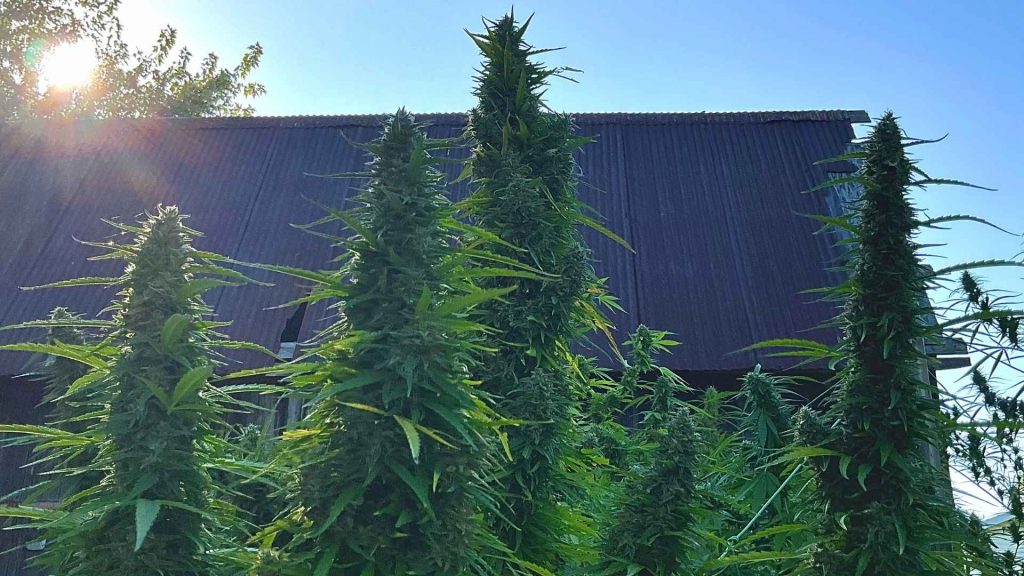 cannabis dependence can be treated through a detox program and learning how to avoid triggers