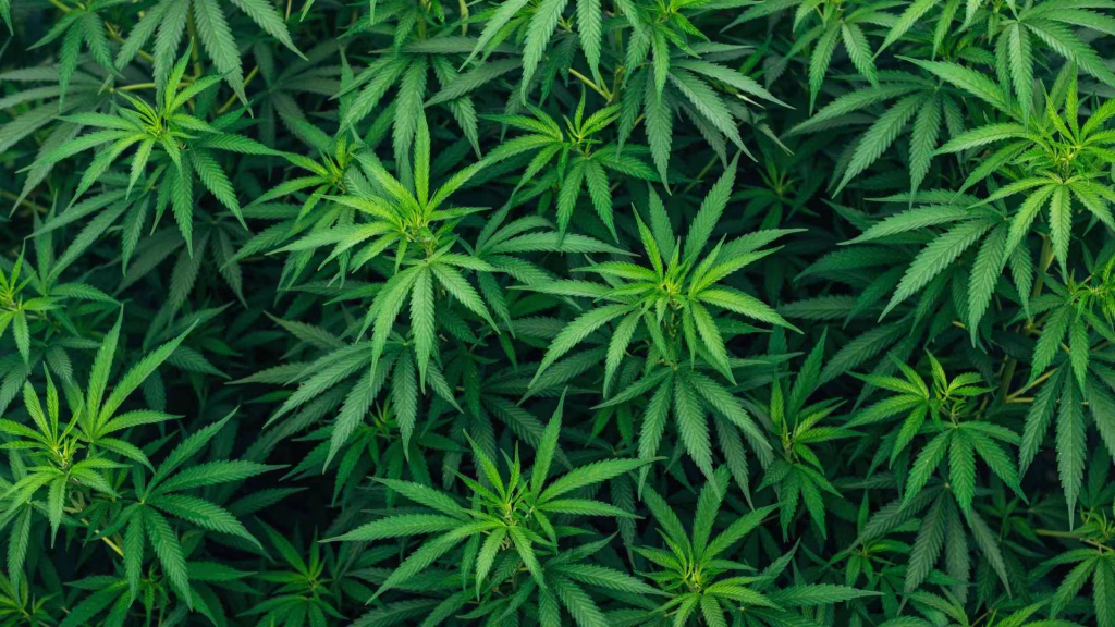 Can You Get Addicted to Cannabis the answer is yes