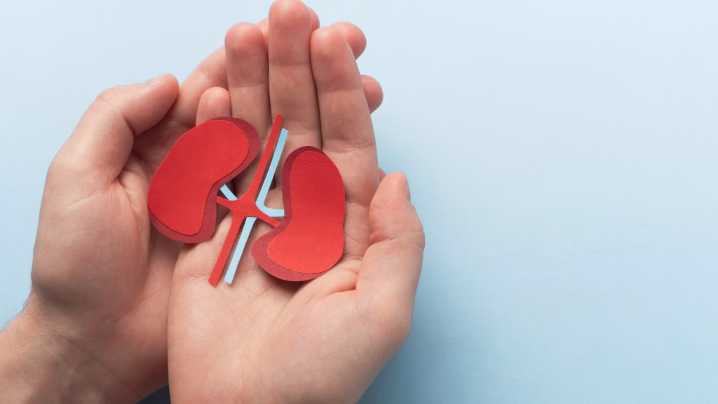 alcohol and kidney disease are related due to the way alcohol taxes their function