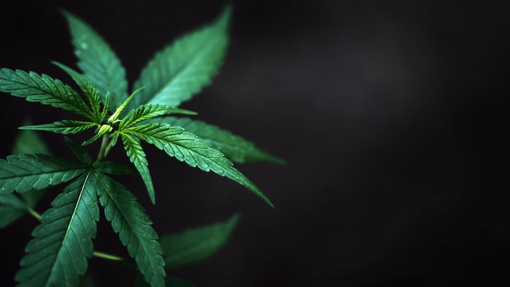 cannabis withdrawal symptoms can be managed