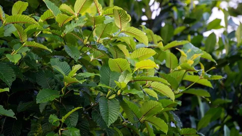 What is 7-OH it is a derivative from the kratom plant.