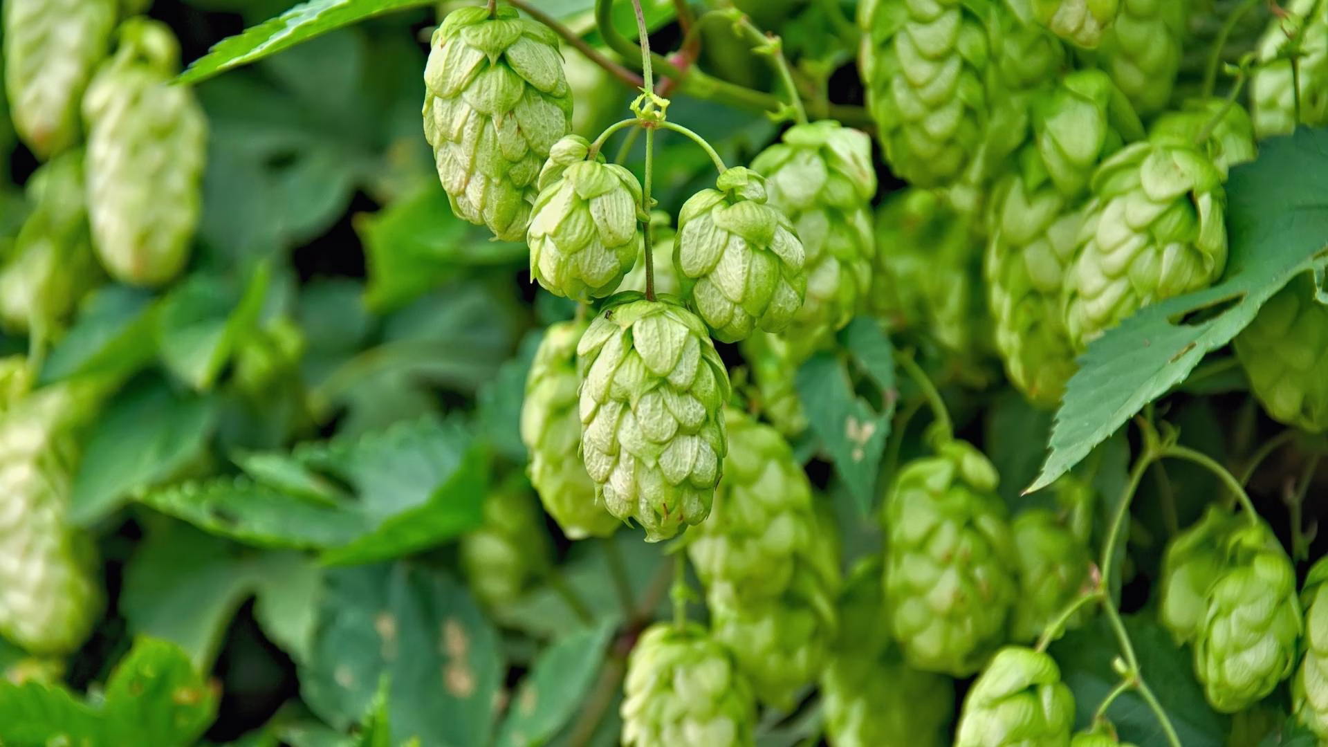 Does Alcohol Cause Kidney Stones Not directly but dehydration and purines can lead to kidney stones forming