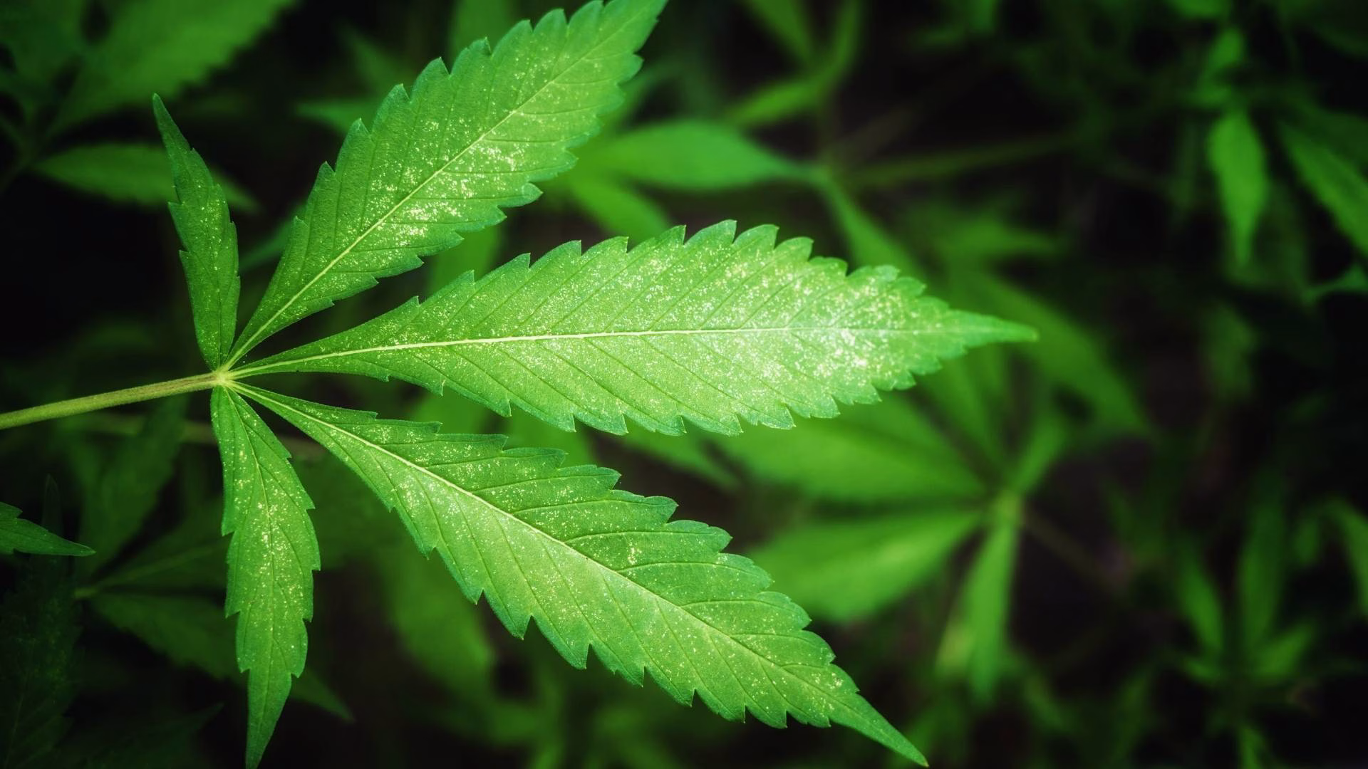 How Long Does THC Stay in Your Body A few days to a few weeks