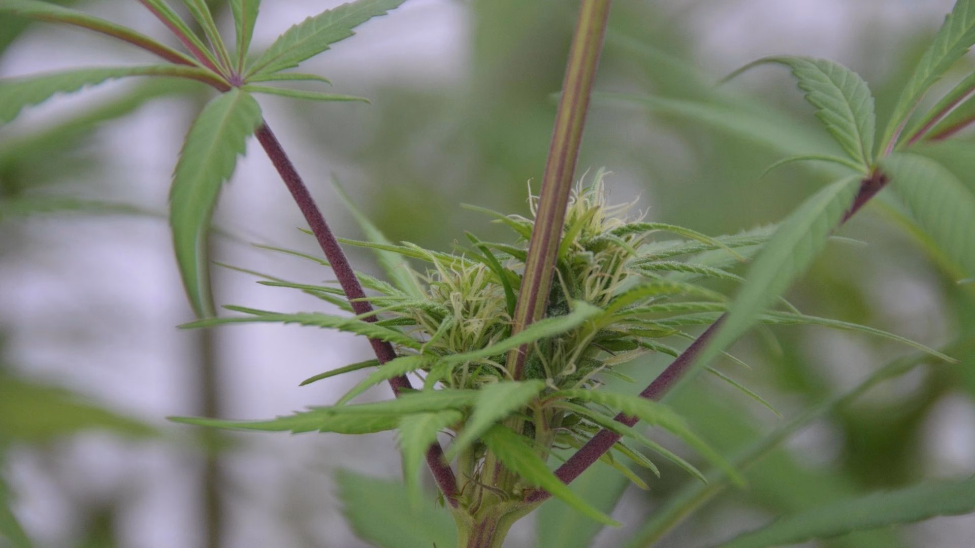 How Long Does THC Stay in Your Body The detection times will vary based on your metabolism