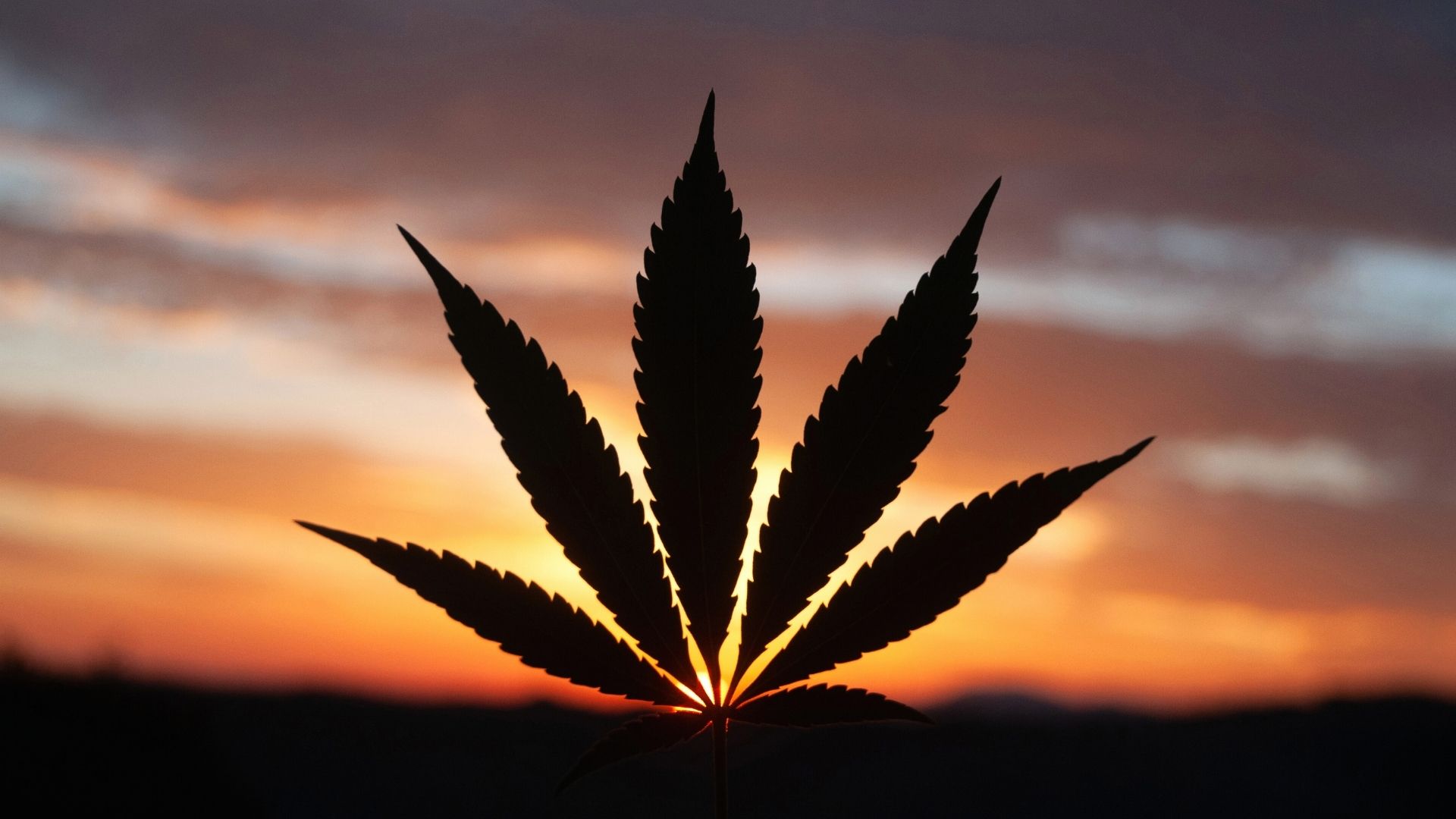 cannabis detox and getting clean from weed isn't as easy as it may seem
