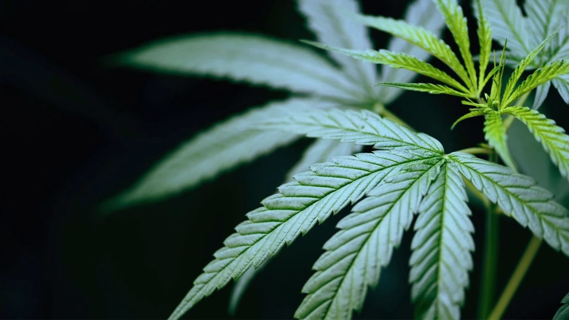 marijuana overdose is a real consequence of taking too much THC in weed